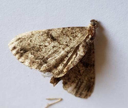 Peribatodes rhomboidaria
